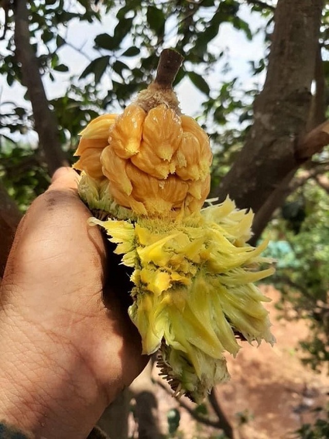 Hunting strangers for jackfruit costs hundreds of thousands of VND / kg, days to sell a few pounds too - 2