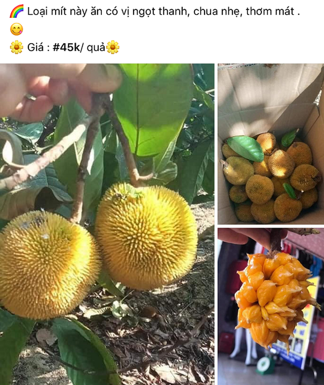 Look for jackfruit with hundreds of thousands of VND / kg, sell some quintals everywhere - 4