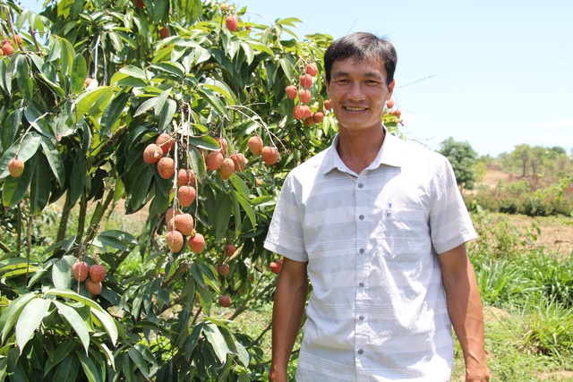 Trồng vải trên đất Tây Nguyên, mỗi năm thu lãi 1,8 tỷ đồng - 1 Trồng vải trên đất Tây Nguyên, mỗi năm thu lãi 1,8 tỷ đồng - 1