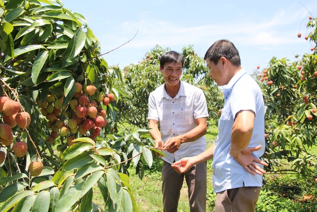 Trồng vải trên đất Tây Nguyên, mỗi năm thu lãi 1,8 tỷ đồng - 3 Trồng vải trên đất Tây Nguyên, mỗi năm thu lãi 1,8 tỷ đồng - 3