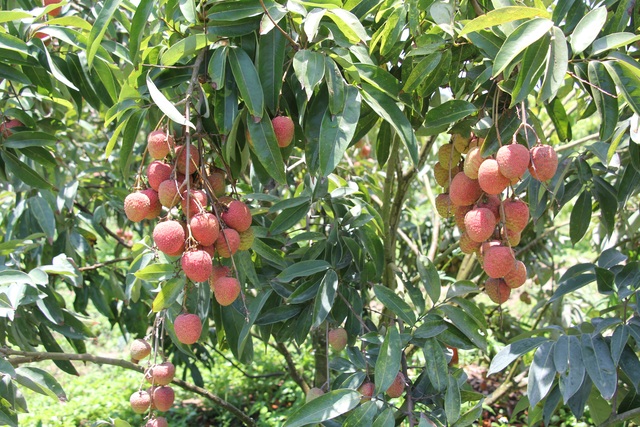 Trồng vải trên đất Tây Nguyên, mỗi năm thu lãi 1,8 tỷ đồng - 2 Trồng vải trên đất Tây Nguyên, mỗi năm thu lãi 1,8 tỷ đồng - 2