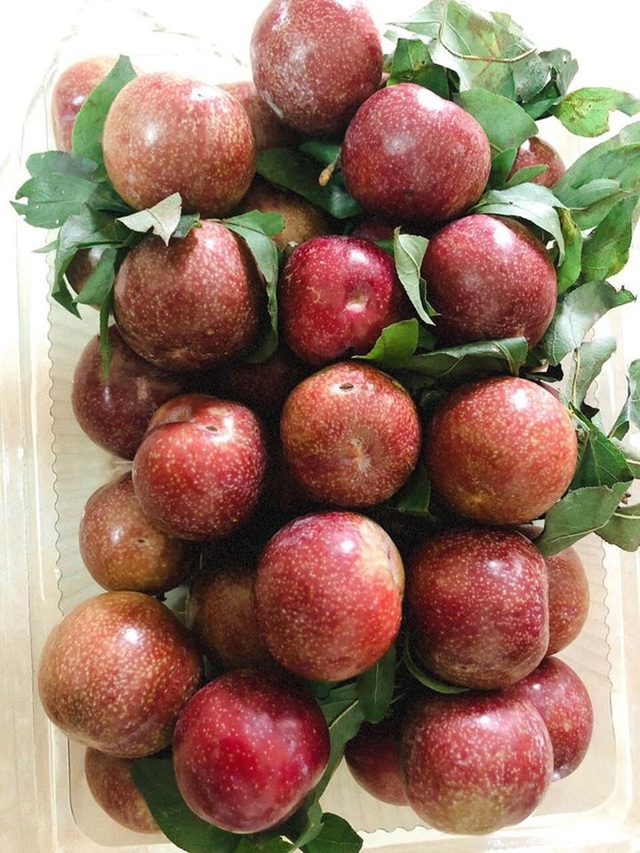 Mận đồi Pu Nhi ngọt như cherry, giá đắt ngang nho Mỹ vẫn “cháy” hàng - 10 Mận đồi Pu Nhi ngọt như cherry, giá đắt ngang nho Mỹ vẫn “cháy” hàng - 10