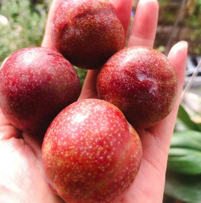 Mận đồi Pu Nhi ngọt như cherry, giá đắt ngang nho Mỹ vẫn “cháy” hàng - 9 Mận đồi Pu Nhi ngọt như cherry, giá đắt ngang nho Mỹ vẫn “cháy” hàng - 9