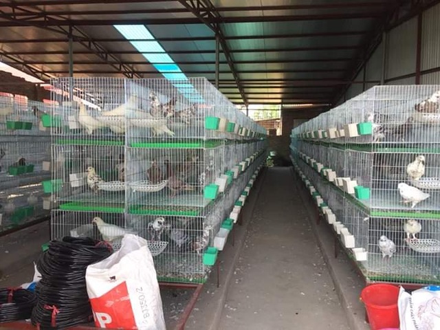 Bỏ nghề lập trình về nuôi chim bồ câu, thu 15 tỷ đồng, lãi 3 tỷ đồng/năm - 1 Bỏ nghề lập trình về nuôi chim bồ câu, thu 15 tỷ đồng, lãi 3 tỷ đồng/năm - 1