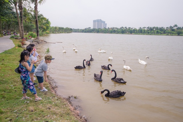 Những đàn thiên nga thân thiện với cư dân trong khu đô thị xanh nhất Hà Nội - 2