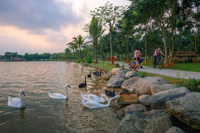 Những đàn thiên nga thân thiện với cư dân trong khu đô thị xanh nhất Hà Nội - 4