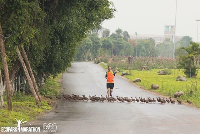 Những đàn thiên nga thân thiện với cư dân trong khu đô thị xanh nhất Hà Nội - 5