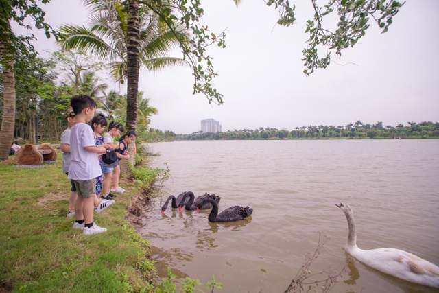 Những đàn thiên nga thân thiện với cư dân trong khu đô thị xanh nhất Hà Nội - 6