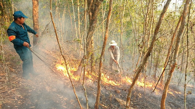 Rung phong ho Quang Nam bi thieu rui Rung phong ho Quang Nam bi thieu rui