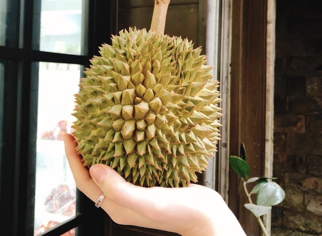 Chợ mạng dậy sóng với sầu riêng mini, cầm thọt lỏm trong lòng bàn tay - 1 Chợ mạng dậy sóng với sầu riêng mini, cầm thọt lỏm trong lòng bàn tay - 1