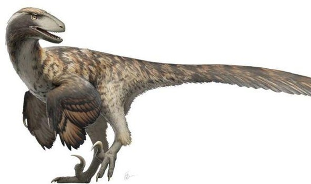 Bộ phim Công viên kỷ Jura đã sai: Khủng long Raptor không đi săn theo bầy - 2