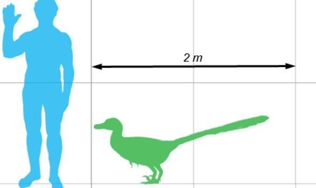 Bộ phim Công viên kỷ Jura đã sai: Khủng long Raptor không đi săn theo bầy - 3