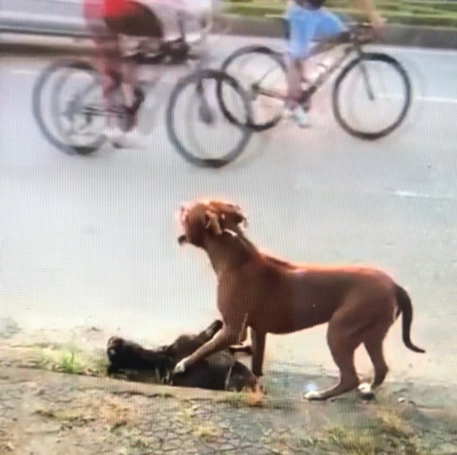 Kinh hoàng chó Pitbull thả rông cắn con dê chết trong vòng chưa đầy 1 phút - 2 Kinh hoàng chó Pitbull thả rông cắn con dê chết trong vòng chưa đầy 1 phút - 2