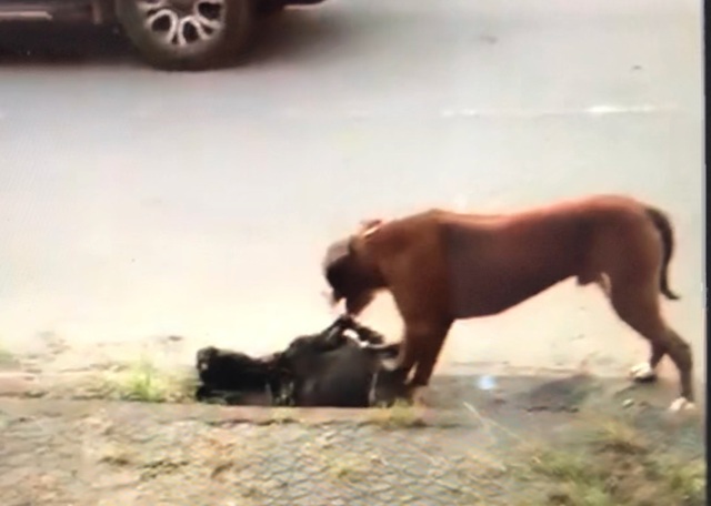 Kinh hoàng chó Pitbull thả rông cắn con dê chết trong vòng chưa đầy 1 phút - 3 Kinh hoàng chó Pitbull thả rông cắn con dê chết trong vòng chưa đầy 1 phút - 3