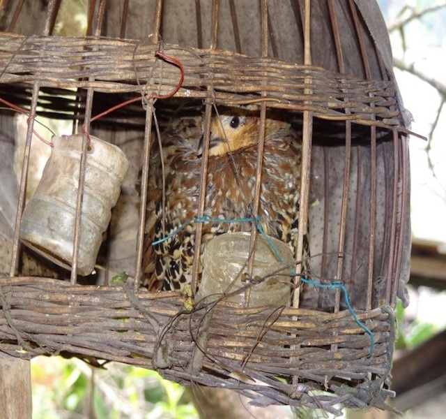 Phát hiện 3 loài mới lần đầu xuất hiện ở Khu bảo tồn thiên nhiên Pù Hoạt - 1 Phát hiện 3 loài mới lần đầu xuất hiện ở Khu bảo tồn thiên nhiên Pù Hoạt - 1