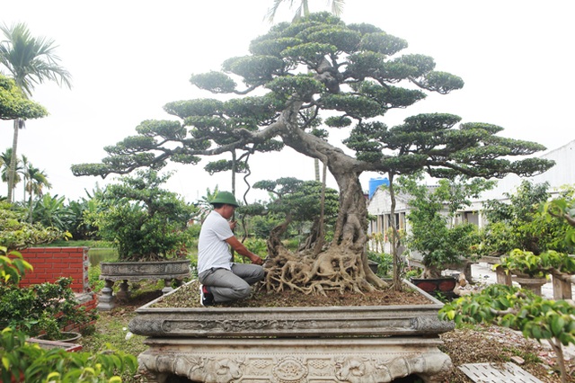 Đại gia nông thôn chi 10 tỷ đồng mua 3 cây sanh khủng, xôn xao cả vùng quê - 15 Đại gia nông thôn chi 10 tỷ đồng mua 3 cây sanh khủng, xôn xao cả vùng quê - 15
