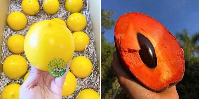Choáng với dàn trái cây ngoại ‘chỉ trời Tây mới có’ được trồng hữu cơ tại Bình Thuận - 2 Choáng với dàn trái cây ngoại ‘chỉ trời Tây mới có’ được trồng hữu cơ tại Bình Thuận - 2