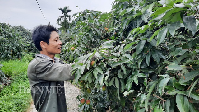 Quảng Ninh: Bội thu vải chín sớm, thương lái kéo về mua nườm nượp, nông dân thu tiền tỷ - 6 Quảng Ninh: Bội thu vải chín sớm, thương lái kéo về mua nườm nượp, nông dân thu tiền tỷ - 6