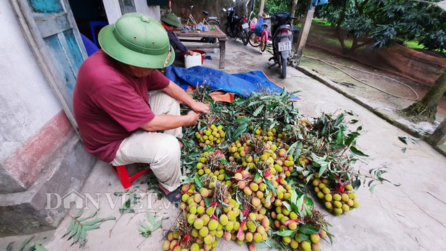 Quảng Ninh: Bội thu vải chín sớm, thương lái kéo về mua nườm nượp, nông dân thu tiền tỷ - 8 Quảng Ninh: Bội thu vải chín sớm, thương lái kéo về mua nườm nượp, nông dân thu tiền tỷ - 8