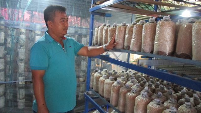 Quảng Nam: U40 xứ trồng nấm sò thu tiền rủng rỉnh quanh năm - 3 Quảng Nam: U40 xứ trồng nấm sò thu tiền rủng rỉnh quanh năm - 3