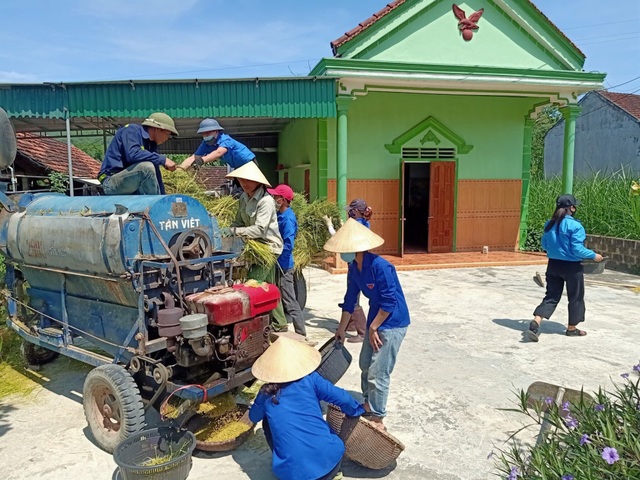 Thanh niên tình nguyện xứ Nghệ đội nắng giúp dân thu hoạch lúa mùa - 3 Thanh niên tình nguyện xứ Nghệ đội nắng giúp dân thu hoạch lúa mùa - 3