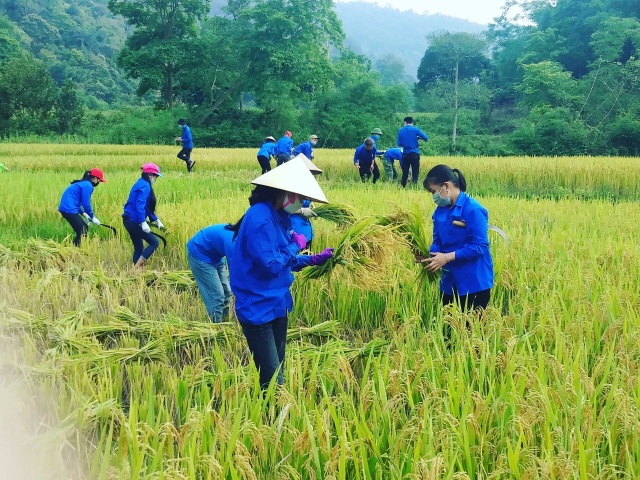 Thanh niên tình nguyện xứ Nghệ đội nắng giúp dân thu hoạch lúa mùa - 2 Thanh niên tình nguyện xứ Nghệ đội nắng giúp dân thu hoạch lúa mùa - 2