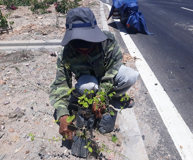 Thousands of confetti trees on the 4.4 billion national highway have been stolen - 9