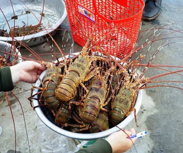 Bẫy tôm hùm biển, ngư dân kiếm chục triệu sau 2 đêm ra khơi - 1 Bẫy tôm hùm biển, ngư dân kiếm chục triệu sau 2 đêm ra khơi - 1