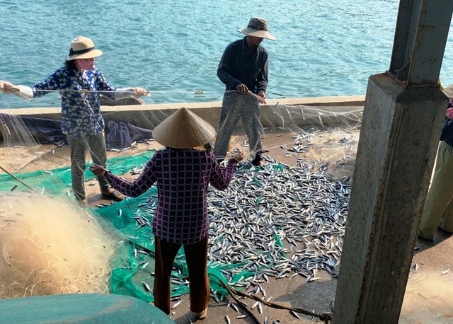 Bẫy tôm hùm biển, ngư dân kiếm chục triệu sau 2 đêm ra khơi - 3 Bẫy tôm hùm biển, ngư dân kiếm chục triệu sau 2 đêm ra khơi - 3