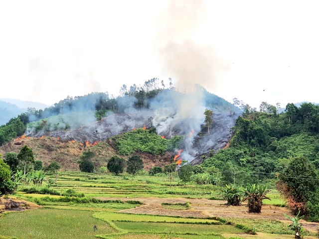 Vụ cháy hơn 32 ha rừng phòng hộ: Nghi án đốt rẫy gây cháy lan - 3