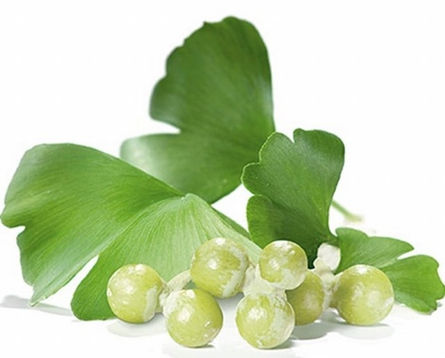Công nghệ siêu vi Nano Ginkgo Biloba- Hỗ trợ cho người bệnh rối loạn tiền đình - 1 Công nghệ siêu vi Nano Ginkgo Biloba- Hỗ trợ cho người bệnh rối loạn tiền đình - 1