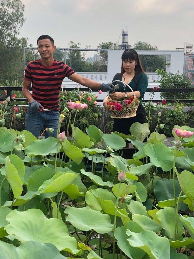 Doanh nhân 7x đào ao trồng sen đẹp hút hồn trên sân thượng 400m2 ở Sài Gòn - 8 Doanh nhân 7x đào ao trồng sen đẹp hút hồn trên sân thượng 400m2 ở Sài Gòn - 8