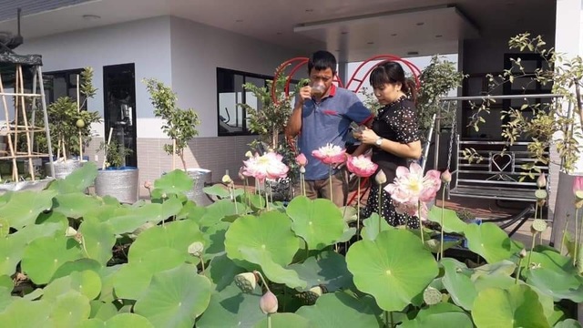 Doanh nhân 7x đào ao trồng sen đẹp hút hồn trên sân thượng 400m2 ở Sài Gòn - 9 Doanh nhân 7x đào ao trồng sen đẹp hút hồn trên sân thượng 400m2 ở Sài Gòn - 9