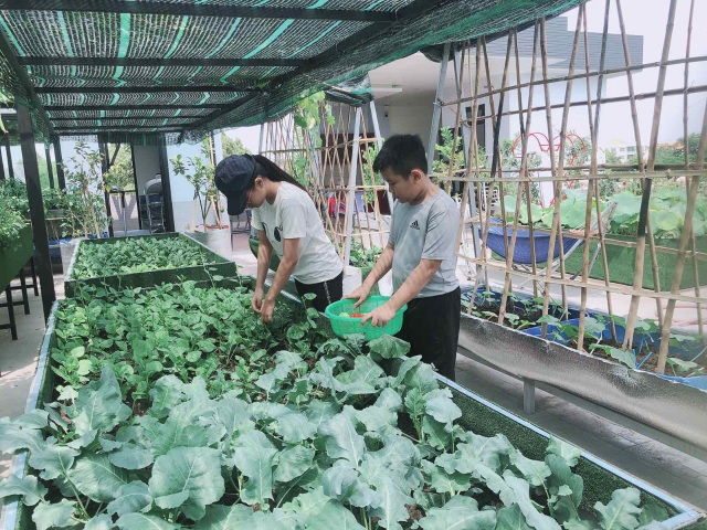 Doanh nhân 7x đào ao trồng sen đẹp hút hồn trên sân thượng 400m2 ở Sài Gòn - 10 Doanh nhân 7x đào ao trồng sen đẹp hút hồn trên sân thượng 400m2 ở Sài Gòn - 10