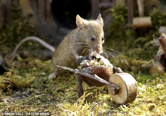Chiêm ngưỡng bộ ảnh gây sốt chụp “ngôi làng của những chú chuột” - 10