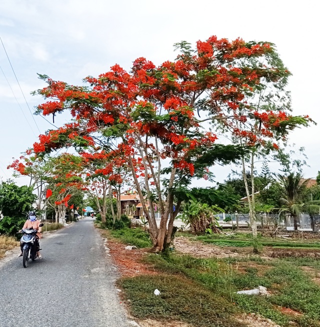 Rực sắc hoa phượng vĩ đường về Đền thờ Bác Hồ những ngày tháng 5 - 8