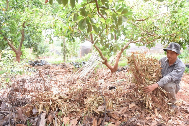 Dân tố hàng ngàn cây sầu riêng giống bị chết khô sau khi bón phân - 2