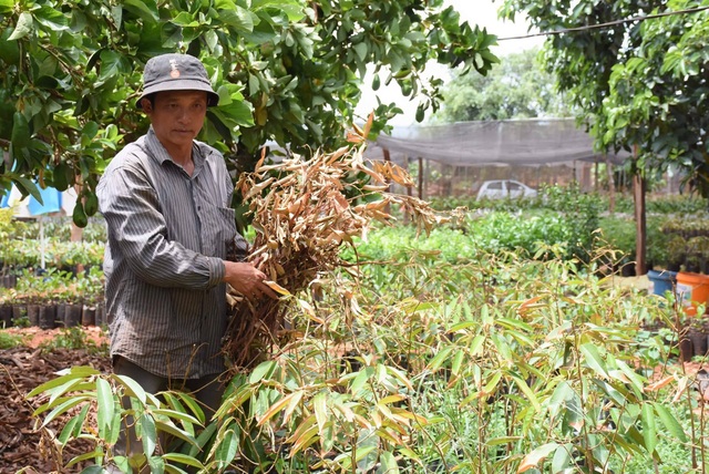 Dân tố hàng ngàn cây sầu riêng giống bị chết khô sau khi bón phân - 1 Dân tố hàng ngàn cây sầu riêng giống bị chết khô sau khi bón phân - 1