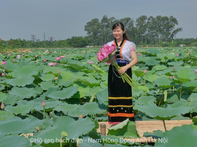 Hồ sen Bách Diệp - Đông Anh: Nơi níu chân du khách Hà Thành - 4