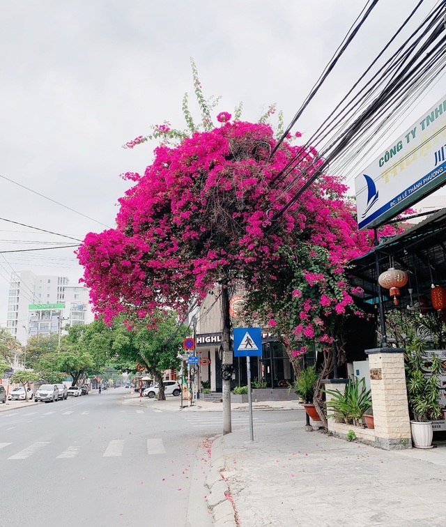 Nha Trang: Hoa giấy rực rỡ khắp các nẻo đường - 5
