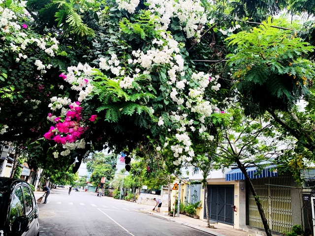 Nha Trang: Hoa giấy rực rỡ khắp các nẻo đường - 7