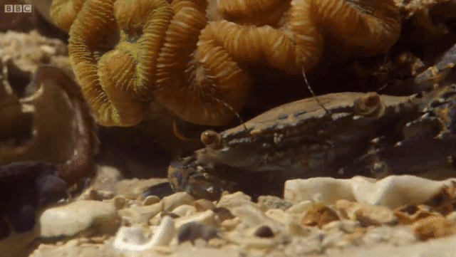 Loài bạch tuộc kỳ lạ có thể lên bờ săn bắt cua - 3