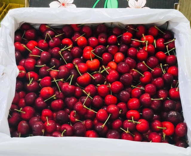 Hết thời giá rẻ, nhà giàu Việt ăn cherry Mỹ 1 triệu đồng/kg - 1 Hết thời giá rẻ, nhà giàu Việt ăn cherry Mỹ 1 triệu đồng/kg - 1