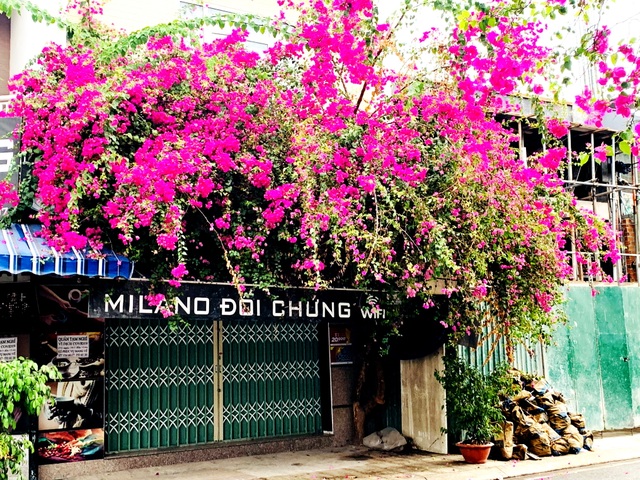 Nha Trang: Hoa giấy rực rỡ khắp các nẻo đường - 6