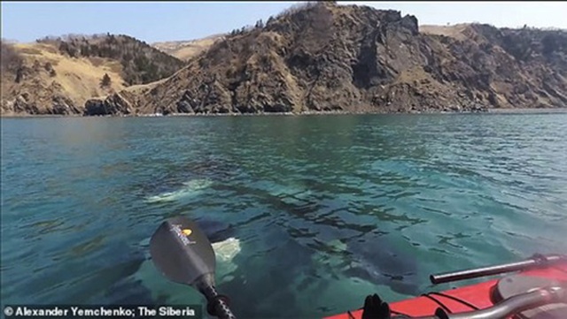 Video: Khoảnh khắc cá voi sát thủ bao vây thuyền Kayak - 2