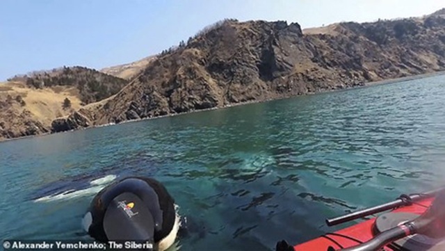 Video: Khoảnh khắc cá voi sát thủ bao vây thuyền Kayak - 3