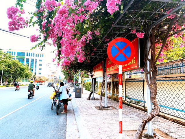 Nha Trang: Hoa giấy rực rỡ khắp các nẻo đường - 3