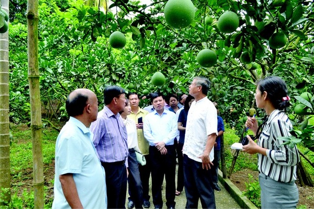 Người phụ nữ U60 biến đồi hoang thành trang trại cổ tích nơi chân núi Ba Vì - 1 Người phụ nữ U60 biến đồi hoang thành trang trại cổ tích nơi chân núi Ba Vì - 1