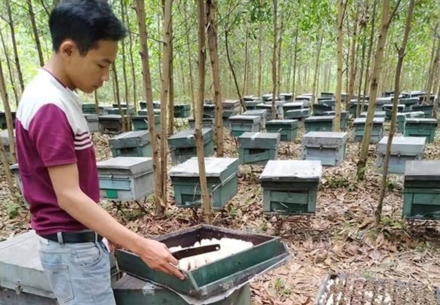 Hơn 200 tổ ong bất ngờ chết đồng loạt - 1 Hơn 200 tổ ong bất ngờ chết đồng loạt - 1