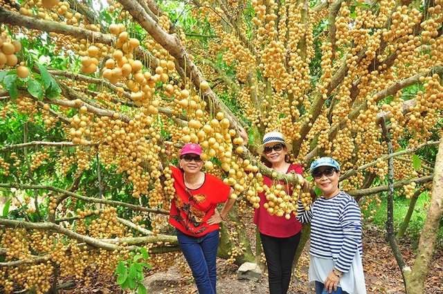 Đã mắt với vườn dâu trái từ gốc đến ngọn ở miền Tây - 1